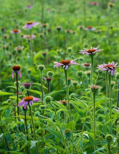 native landscaping cone flowers