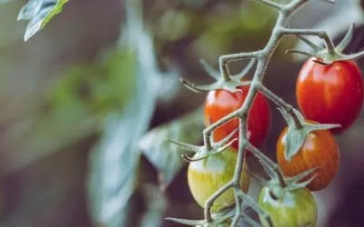 How To Start Gardening