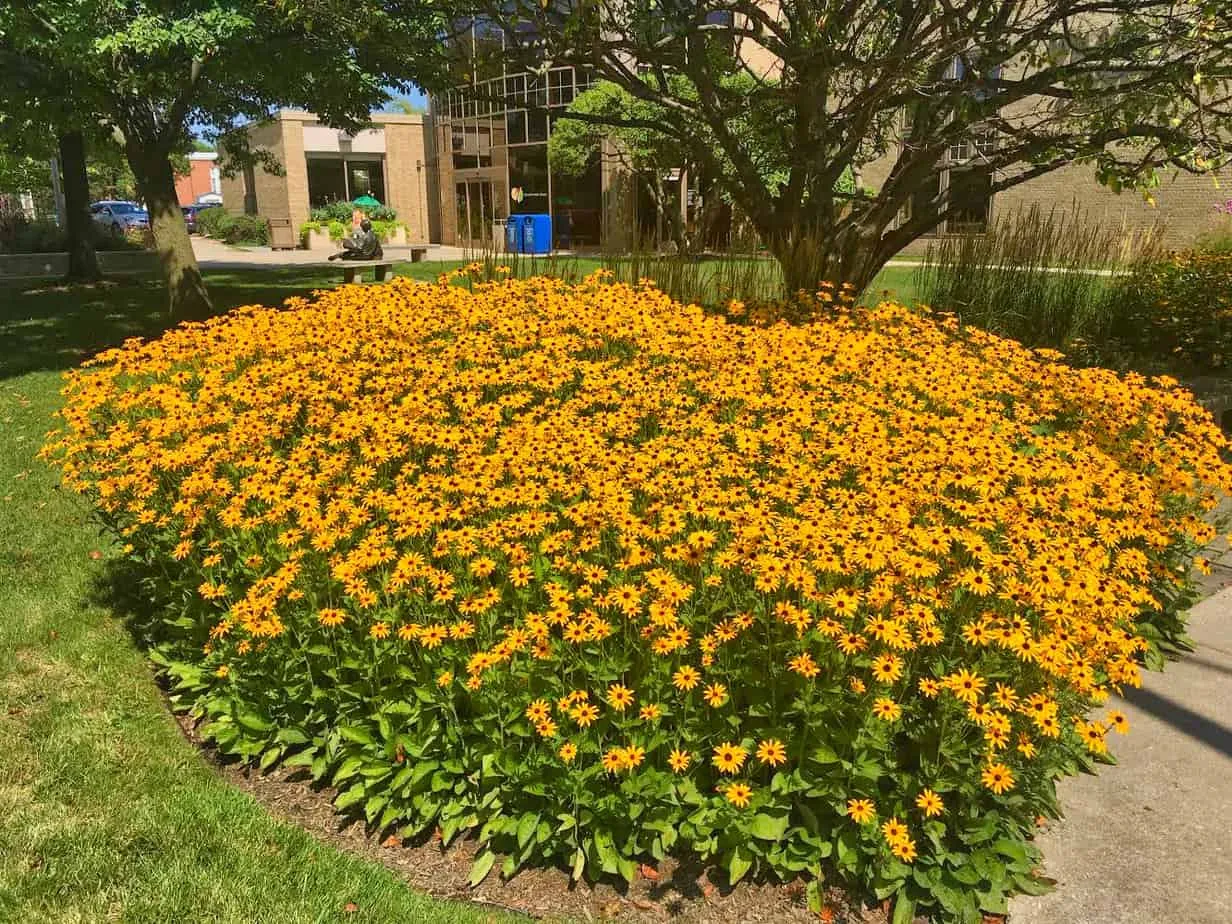 yellow flowers yellow flowers