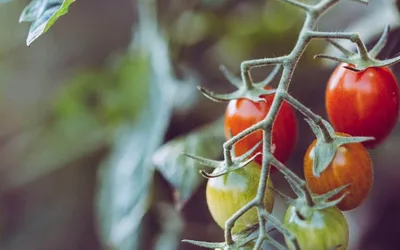 How To Start Gardening